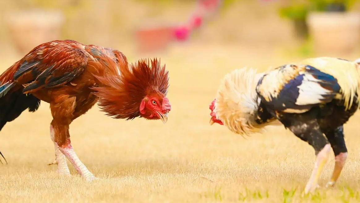 Cock Fighting - Dramatic Form of Entertainment with Big Winning Chance