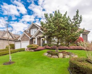 Why Regular Tree Maintenance Is Essential for a Healthy Landscape