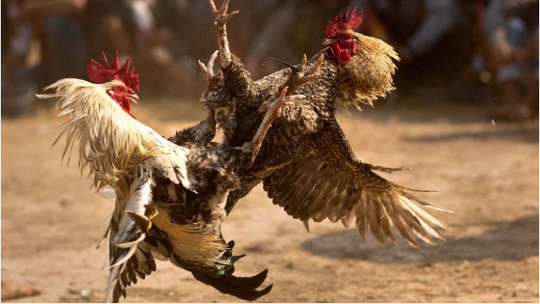 Cockfight: History, Culture, and Modern Adaptations